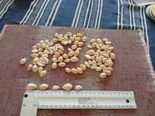 Kauri Muscheln 100 Stück