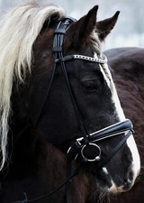 Trense deluxe schwarz weiß - trense, 2