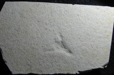 Solnhofen, Fossil, Panzerkrebs Eryma zum präparieren