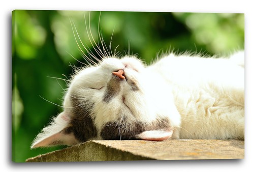 Lein wand bild katze - lein-wand-bild:, weiß