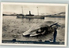 13620554 - Svalbard Walfang Schiff Kong Harald Green Harbour Wale