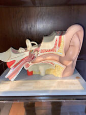 Fa. SOMSO - medizinisches Modell als Lehrmodell GEHÖRORGAN, Deutschland ca. 1940