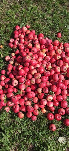 2025 apfel direkt saft - 2025, 5l