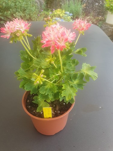 Pelargonie butterfly brian - butterfly,