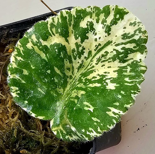 Usambaraveilchen watermelon - usambaraveilchen,