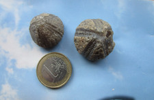 Zwei versteinerte Seeigel