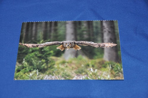Postkarte raubvogel flug - im,