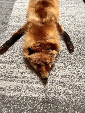 Fuchs stola schal - schal,
