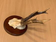 Rehbock Rehgehörn Rehgeweih  auf Trophäenbrett