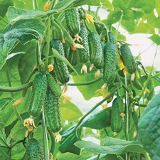 Gurkensamen Étole F1 Gemüse