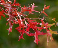 Quercus texana - ,