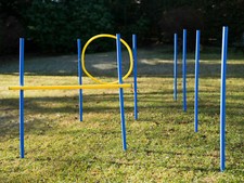 Hunde agility set training - hunde,