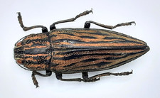 Buprestidae chalcophora - buprestidae,,