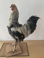 Tierpräparat Hahn Trophäe