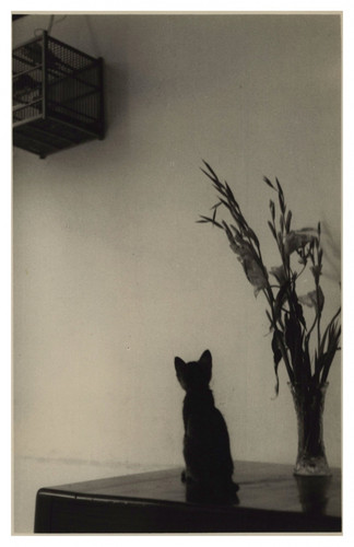 Hongkong katze auf - katze,