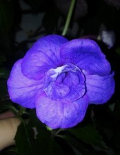 Achimenes "Alter Ego", 2 Rhizome