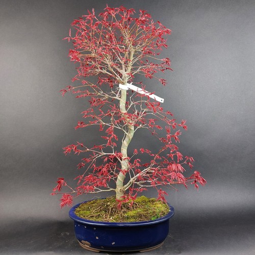 Bonsai fächerahorn acer - -,