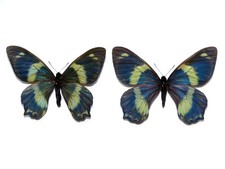 PAPILIO (CHILASA) TOBOROI STRAATMANI PAIR, SOLOMON ISLANDS, RARE – Entomologie