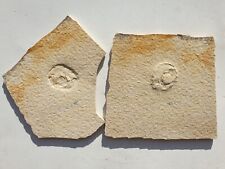 Neochetoceras sp. - Positiv/Negativ - Ammonit - Malm, Plattenkalk - Solnhofen 