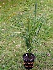 Phoenix dactylifera, Dattelpalme, essbar, Obst, Palme, 10 Samen, Kübelpflanze