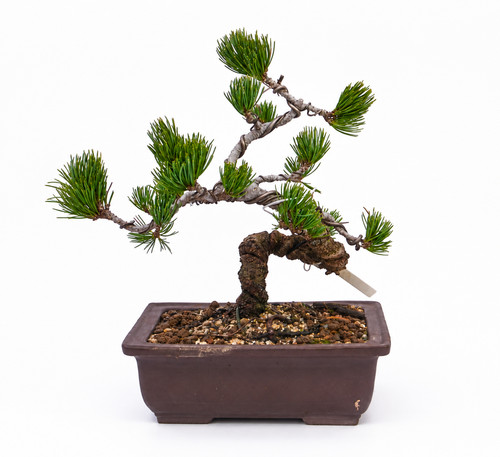 Pinus pentaphylla bonsai - pinus,