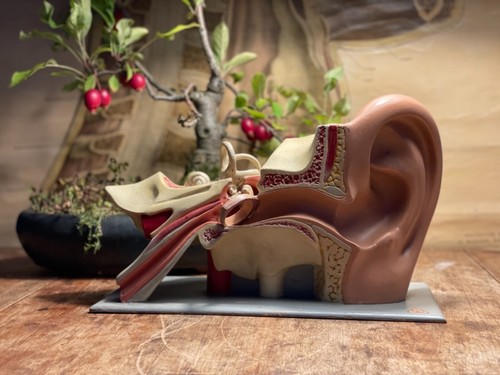 Vintage somso ear - ear, lehrmodell