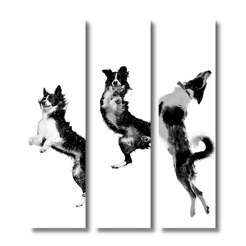 Border collie schild jump - schild,