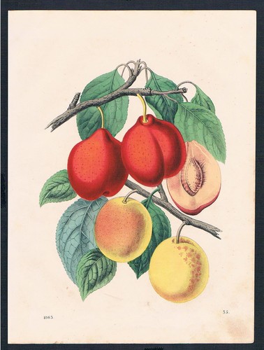 1863 pflaume pflaumen baum - 1863,
