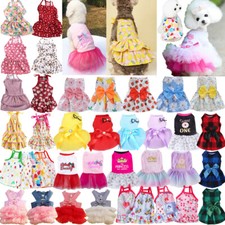 Kleine Haustierkatze Katze In