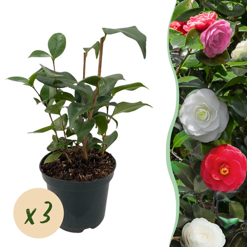 Greenboutiq sträucher - greenboutiq,