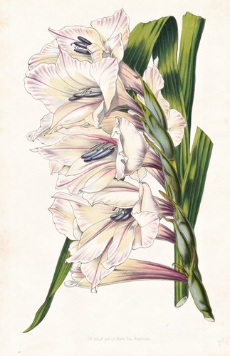 Gladiolus willmoreanus blume - willmoreanus,
