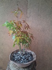 Bonsai Ahorn Wald Outdoor 