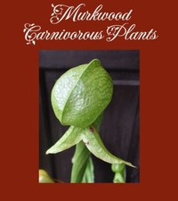 COBRA LILY Darlingtonia