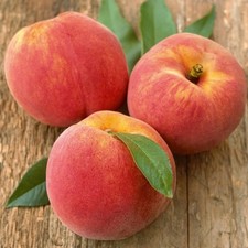 Pfirsichbaum Suncrest  -