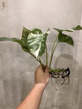 2 X Monstera Deliciosa