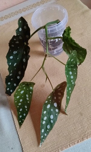 Begonia maculata - maculata, –
