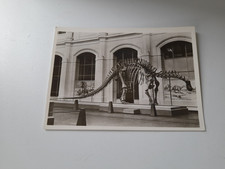 Dinosaurier Naturkunde Museum Berlin  Postkarte  Siehe Foto s