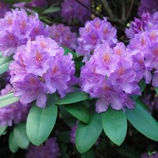 Rhododendron Hybr. 30-40 cm