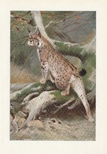 Luchs (Lynx lynx) seltener