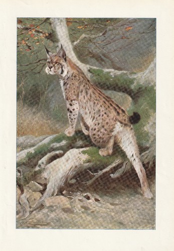 Luchs seltener - lynx),