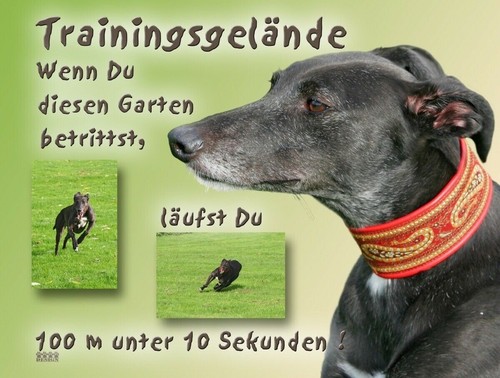 Greyhound windhund - greyhound,