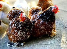 10 x Bruteier - Zwerg Cochin, Sehr Bunt Truppe 