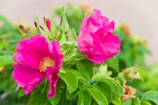 Teepflanze Heckenrose Rosa