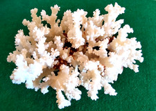 Natürlich weiß Korallen
