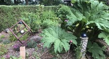 50 Samen vom Gunnera manicata