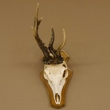 Rehbock abnormes Reh Bock