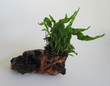 Mopani m. Microsorium pt. petit-Javafarn Eisenholz Aquarium Wasserpflanze Barsch