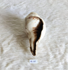 Vintage Schöne Weiß Natürlich Muschel Shell Strand Dekorativ Sammlerstück SL72