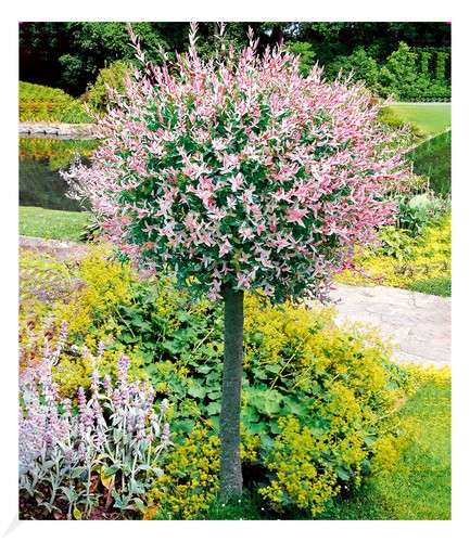 Salix stämmchen hakuro - salix-stämmchen, "hakuro