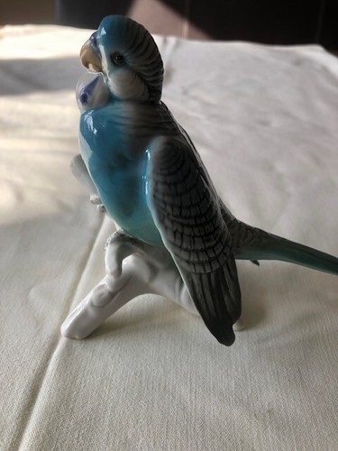 Wellensittich karl ens - karl,